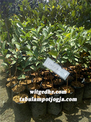 tabulampot_jogja_bibit_jambu_kristal_image 1a
